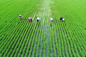  利物浦主场草皮质量问题遭多方质疑  
