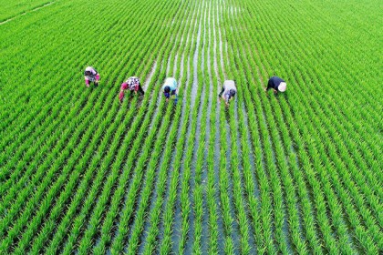  利物浦主场草皮质量问题遭多方质疑  