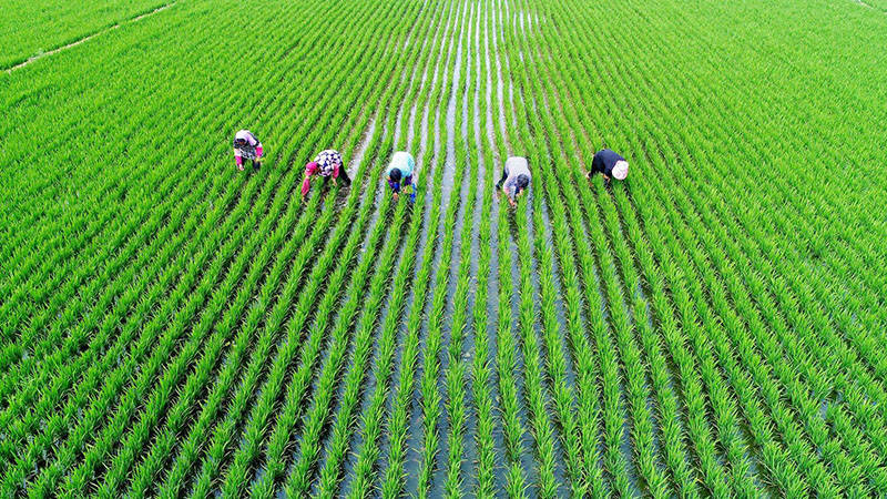  利物浦主场草皮质量问题遭多方质疑  